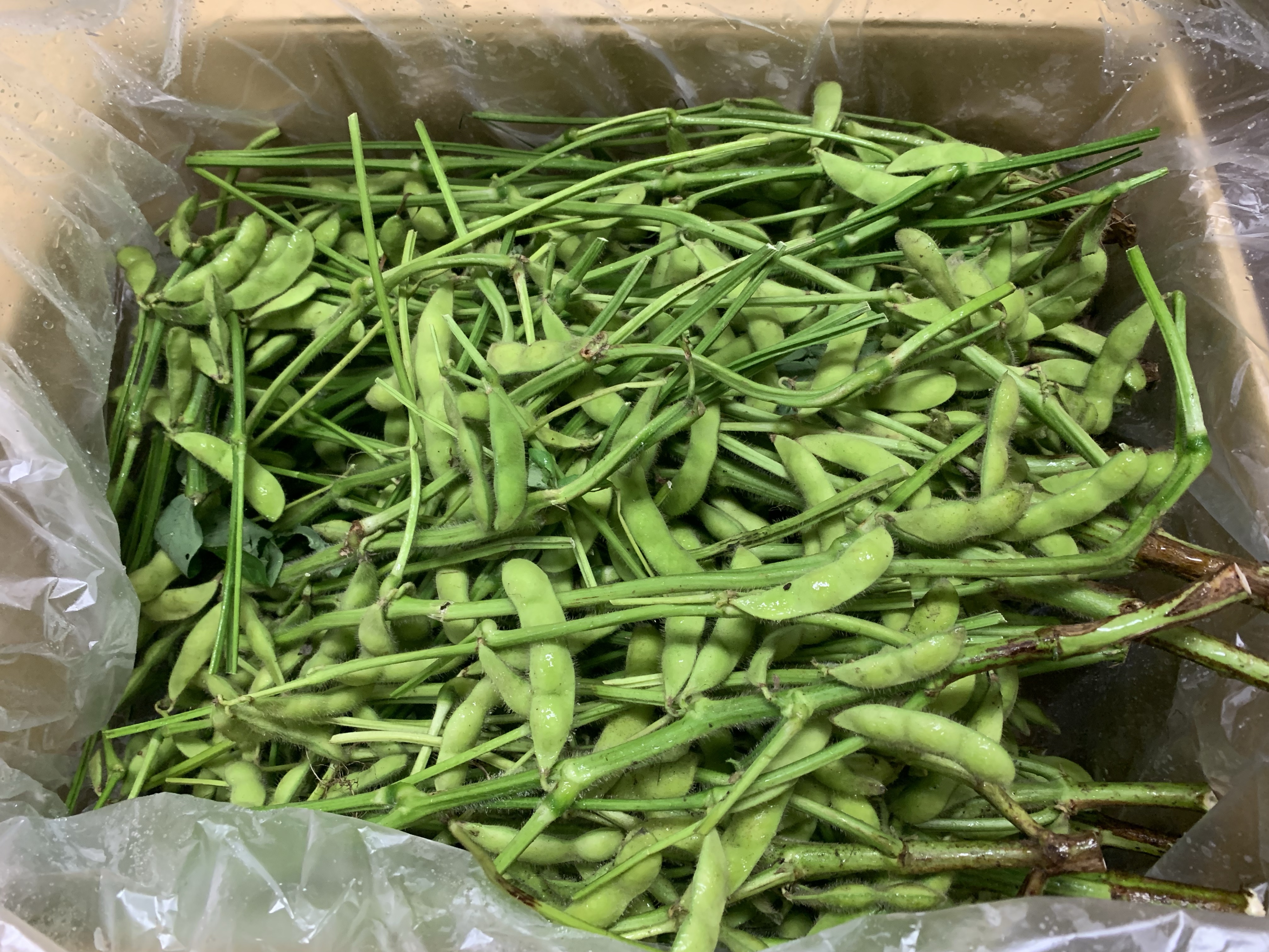 ブエンカミーノから枝豆が届きました！