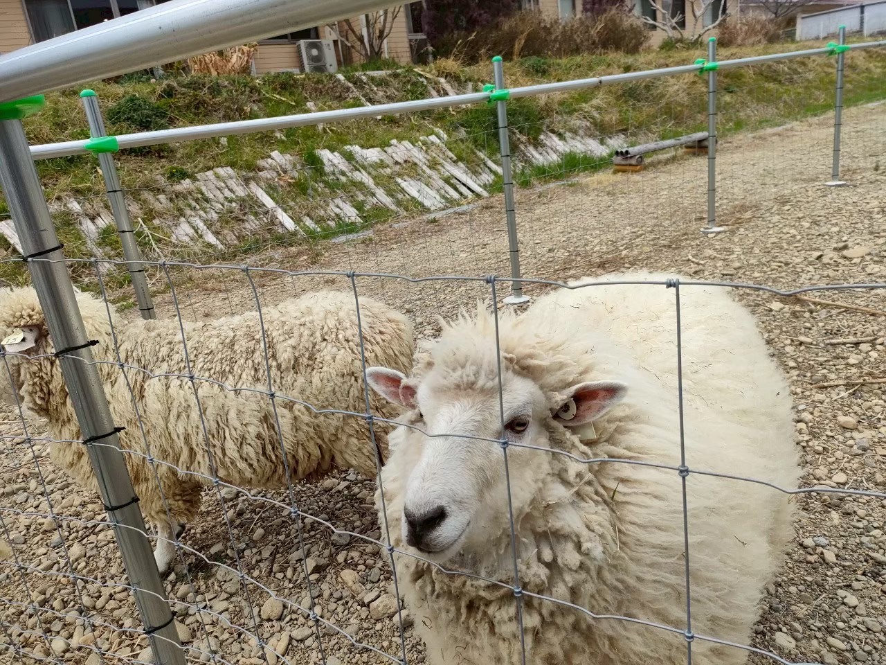 2025年3月 デンマーク牧場 =ワーク編= – きっかけづくりのgood!(グッド